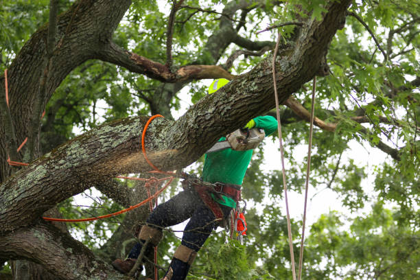 Mustang, OK Tree Services Company